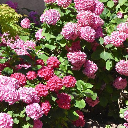 Les Hortensias Riquewihr Buitenkant foto