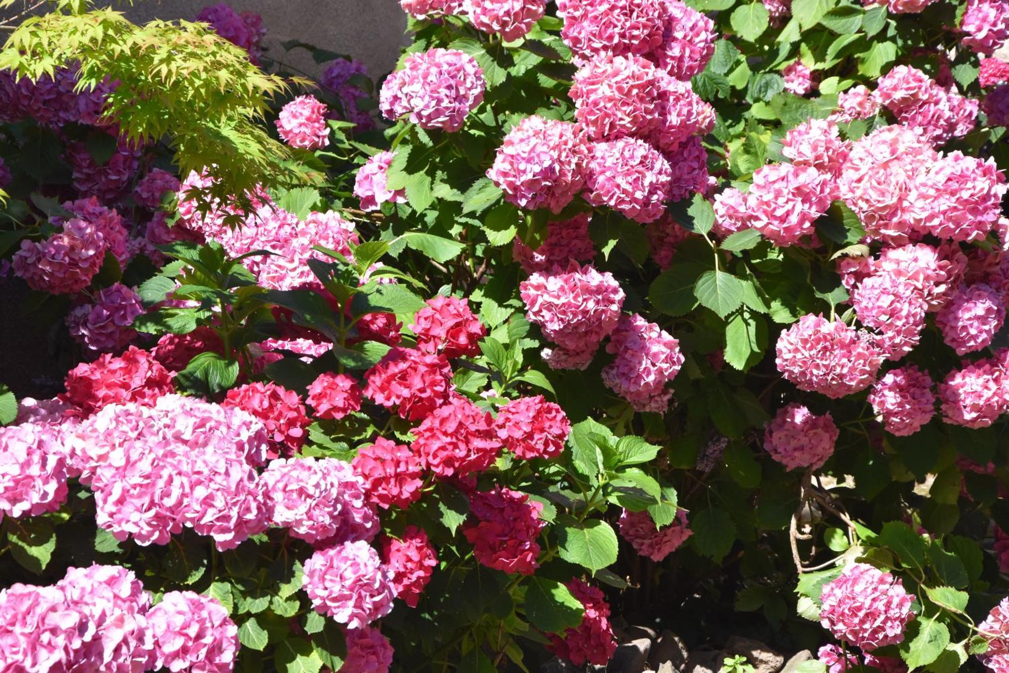 Les Hortensias Riquewihr Buitenkant foto